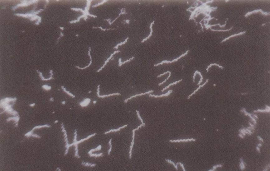 潜伏期梅毒能彻底治好吗,潜伏期的梅毒能治愈吗