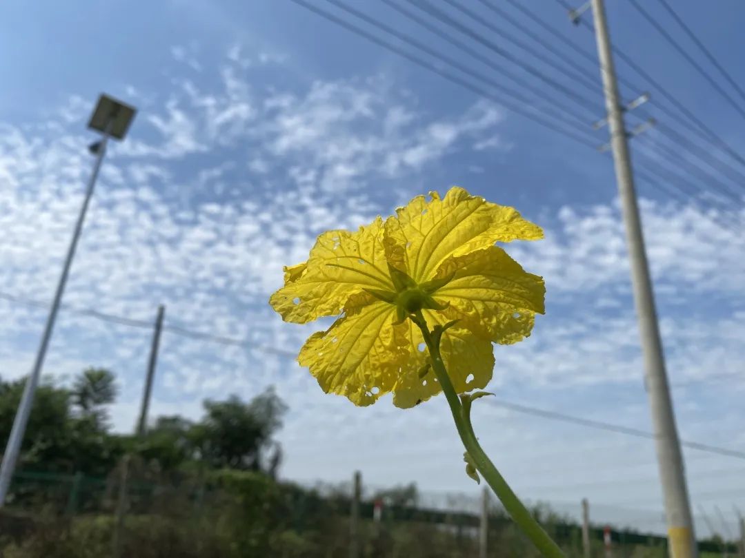 道仙草｜水瓜的“水分”