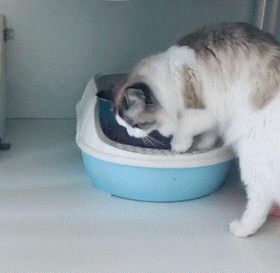 网友：以后我不会再养“布偶猫”了，原因有这几个