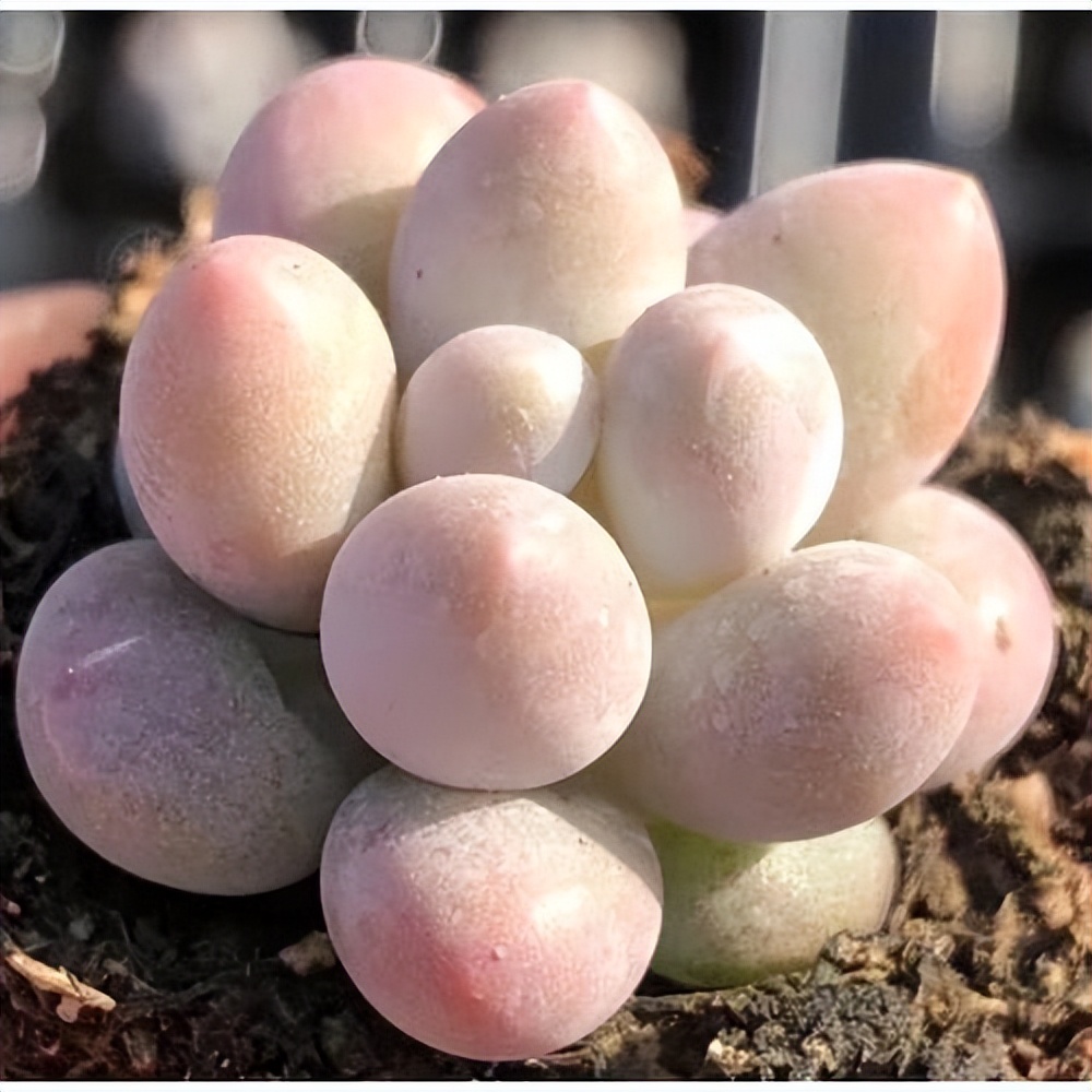 奶酪汤圆多肉怎么养,桃蛋奶酪汤圆的区别