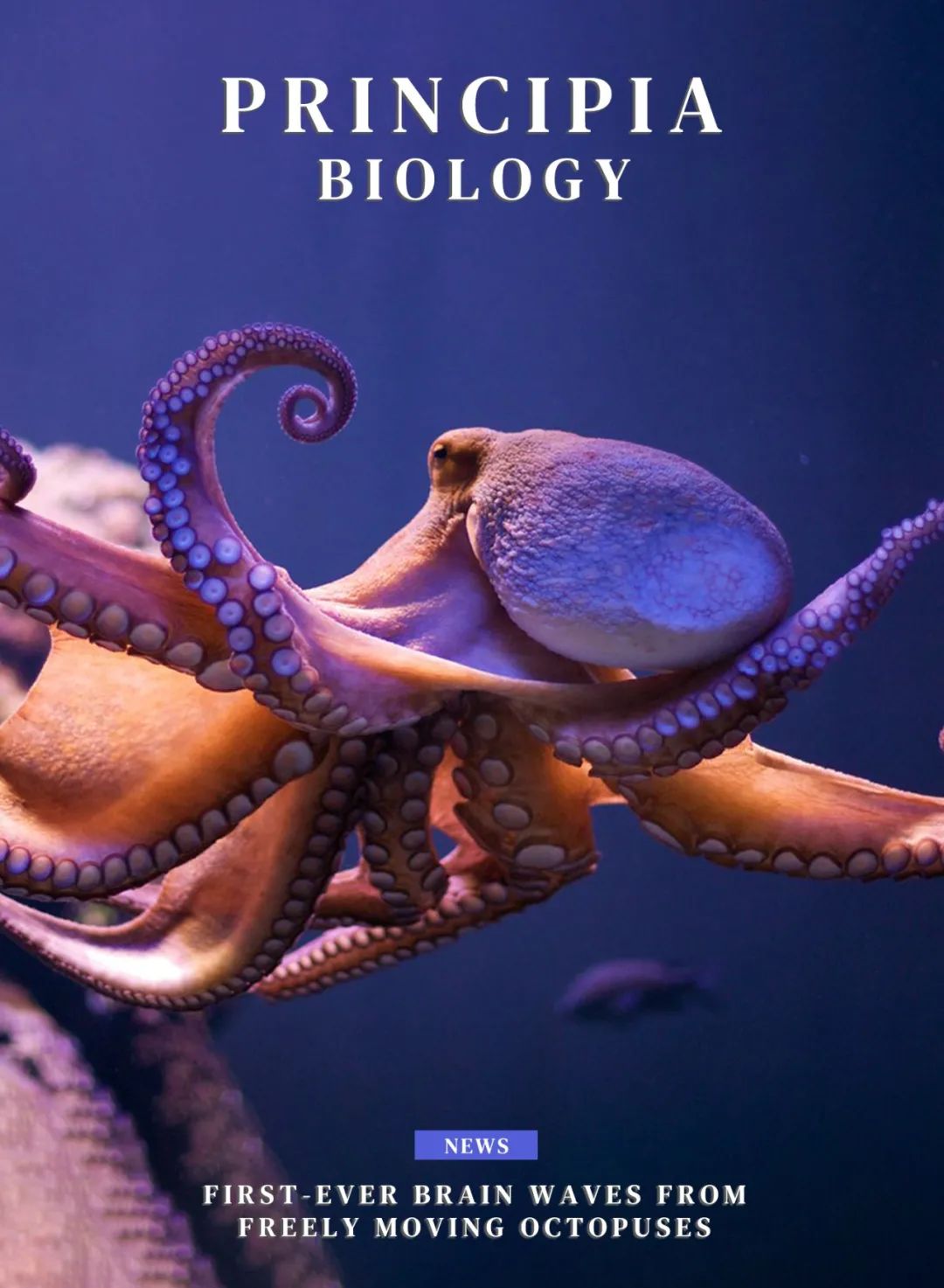 一项壮举：首次记录自由移动的章鱼的脑波！