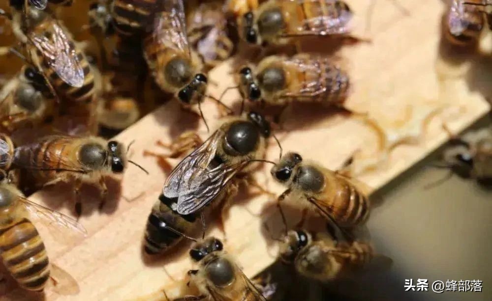 蜜蜂高效养殖技术一本通,怎么提升蜜蜂的寿命和体质
