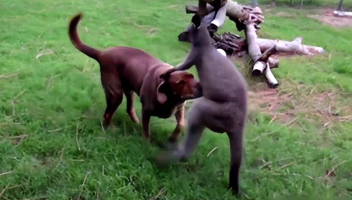 袋鼠为什么被澳大利亚人保护,袋鼠是澳大利亚国宝为什么要吃它