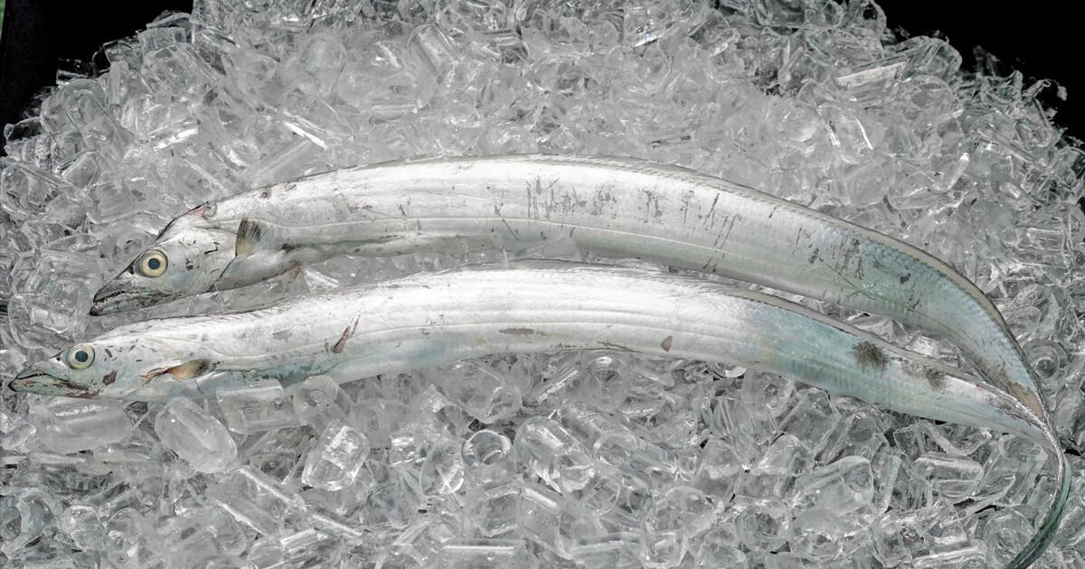 带鱼为什么无法人工养殖,捕捞的带鱼为什么都不活