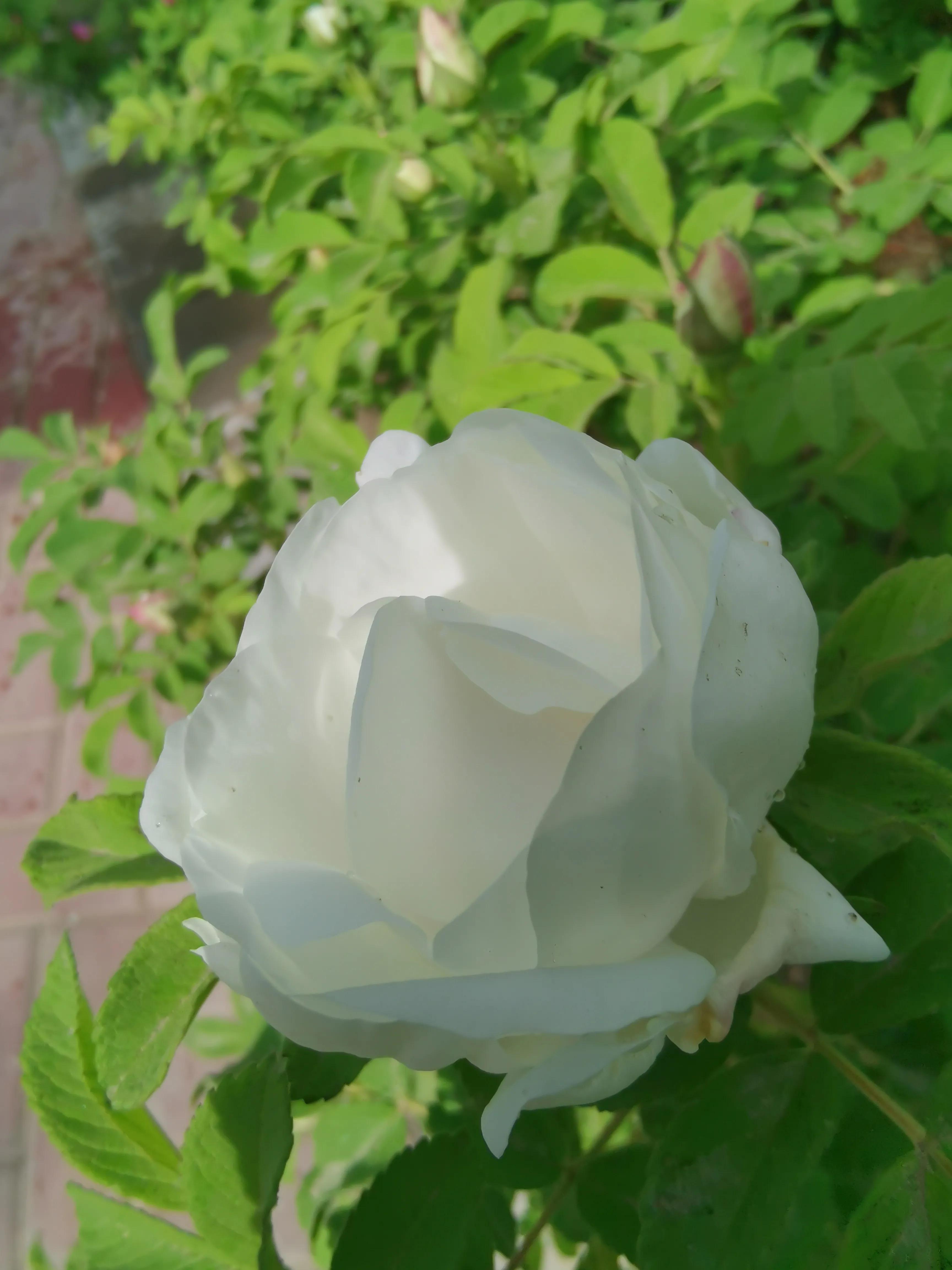 像玫瑰花绽放七律,七律深秋鲜花绽放