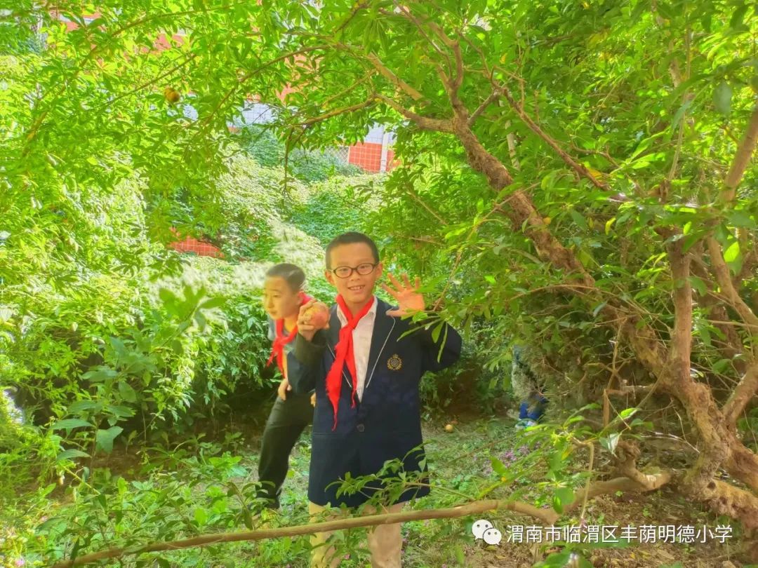 丰荫•少队︱秋来石榴红