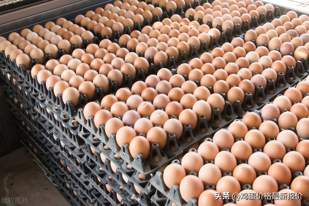 巨鹿县2022年4月23号鸡蛋价格多少,2021年12月1日鸡蛋价格行情