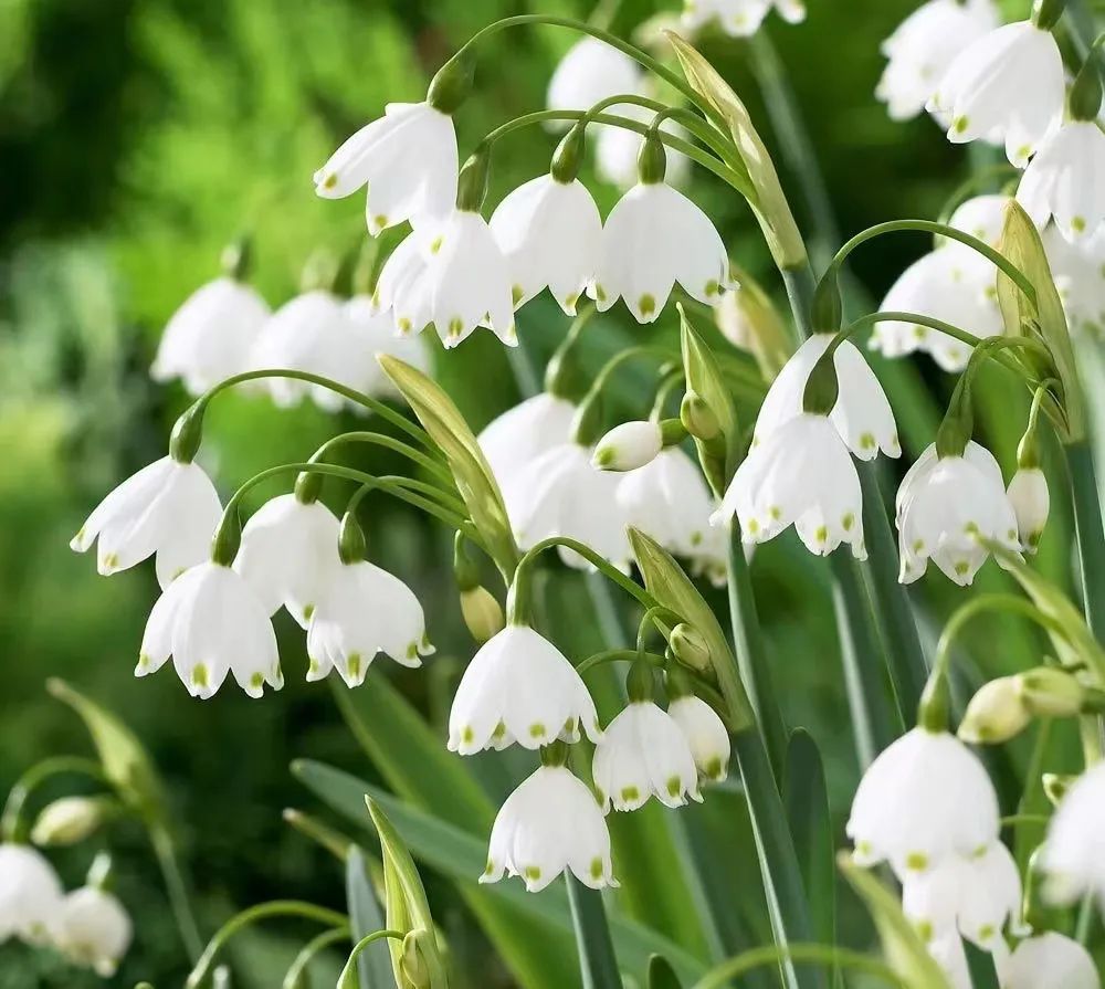 球根类花卉有哪些比较好养,有哪些好看的球根花卉盆栽