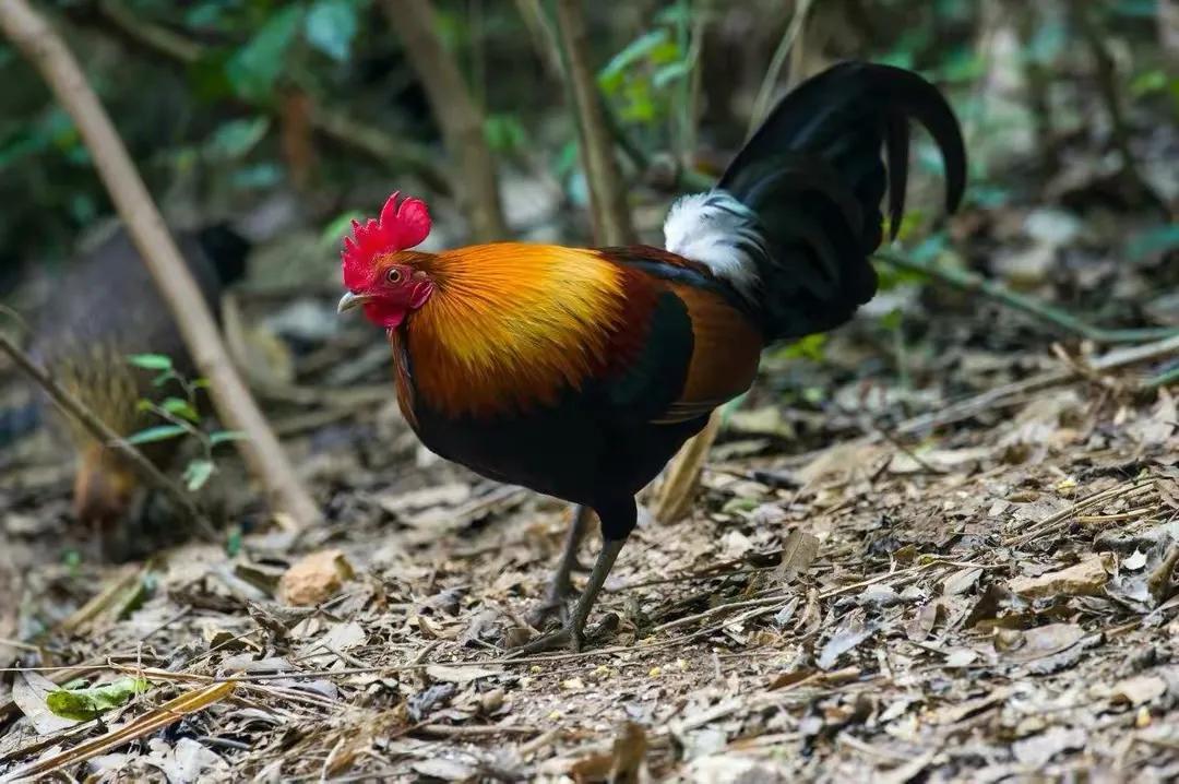 在野外看到这种鸡不要吃它，会有牢狱之灾，因为它是家鸡的祖先