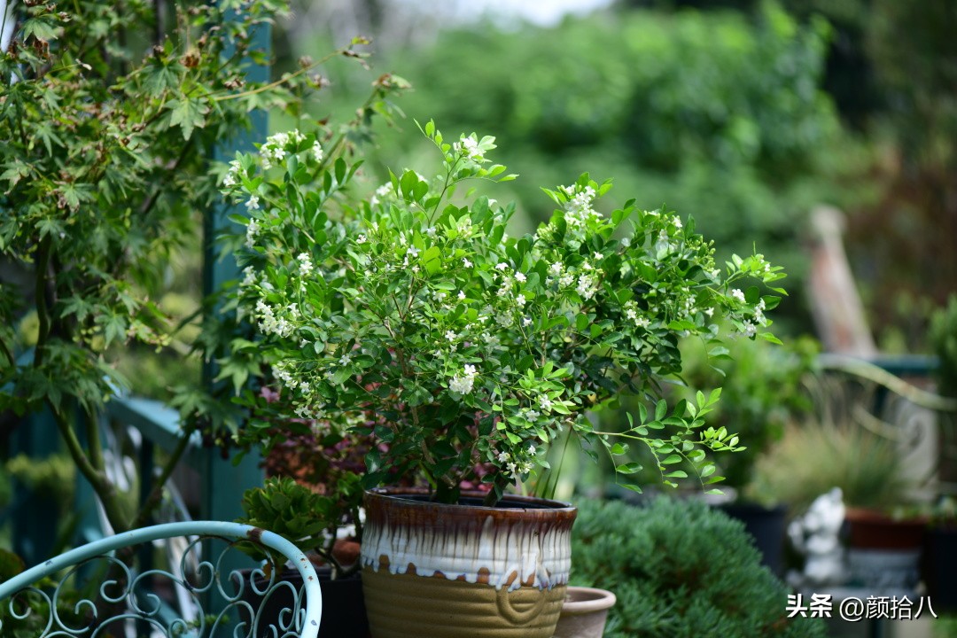 几乎没有存在感的七里香，到底是怎样的？|园丁