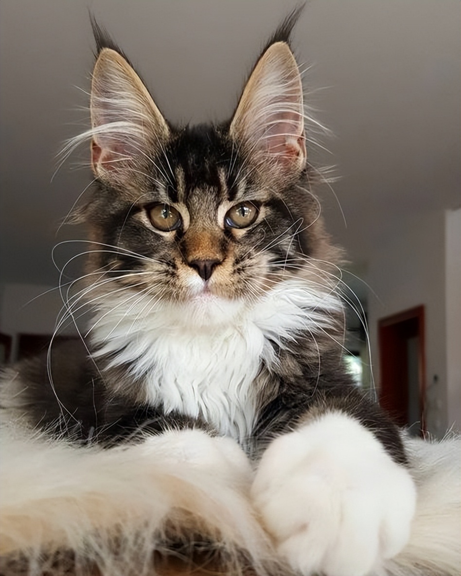 巨人缅因猫棕白,缅因猫温柔巨人