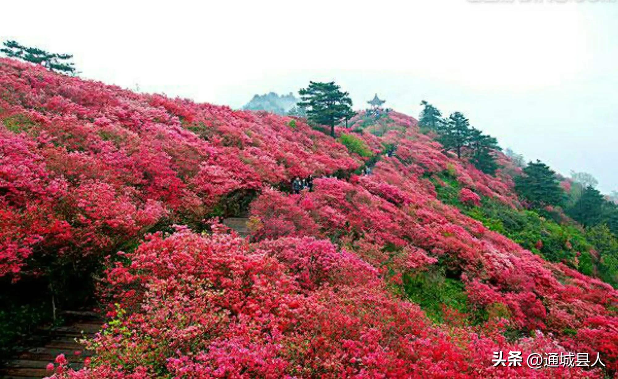 鍖楁柟灞变笂鐨勬槧灞辩孩,灞变笂婕北閬嶉噹鐨勬槧灞辩孩