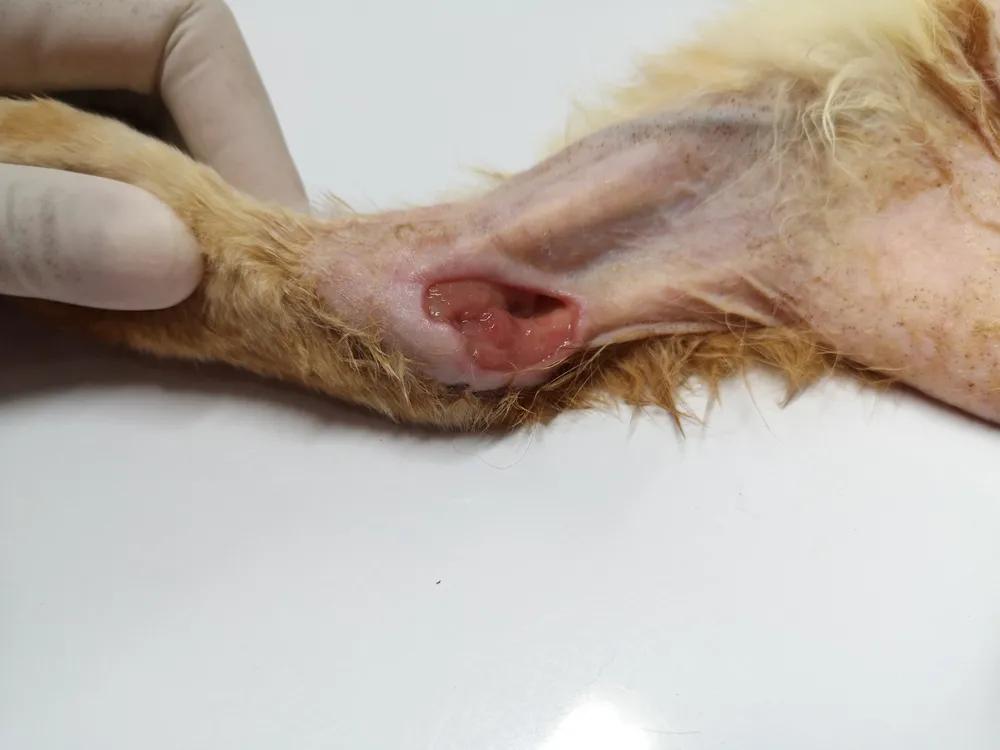 猫咪被我打的腿瘸了怎么办,猫咪跑跳都没事但走路腿瘸