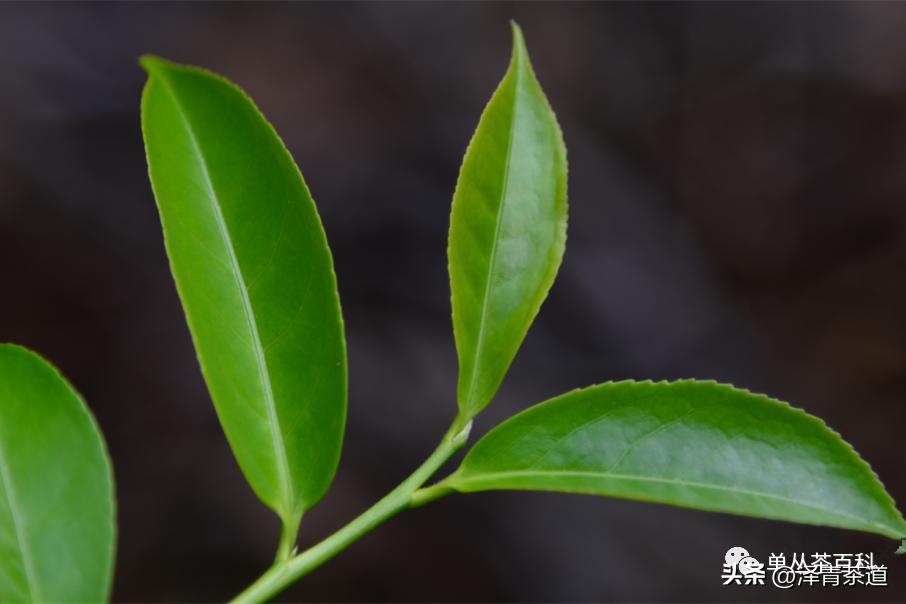 了解一下凤凰单丛,了解凤凰单丛