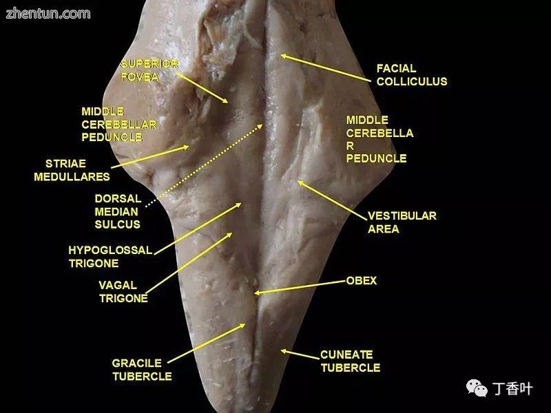 脑干的功能主要是什么作用,脑干控制人的什么功能