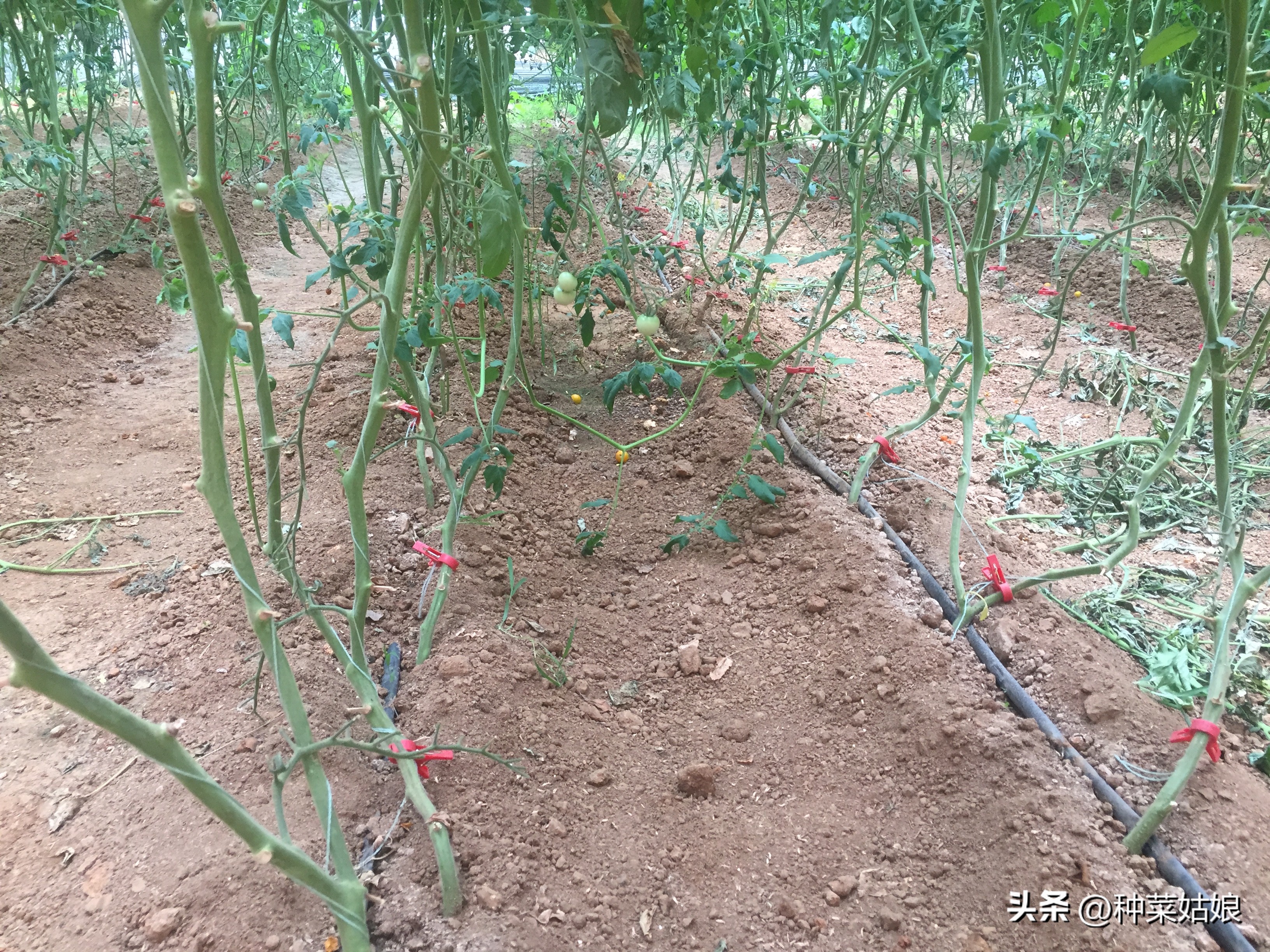 小番茄苗整枝打杈选择什么天气,番茄种植整枝打杈摘心视频