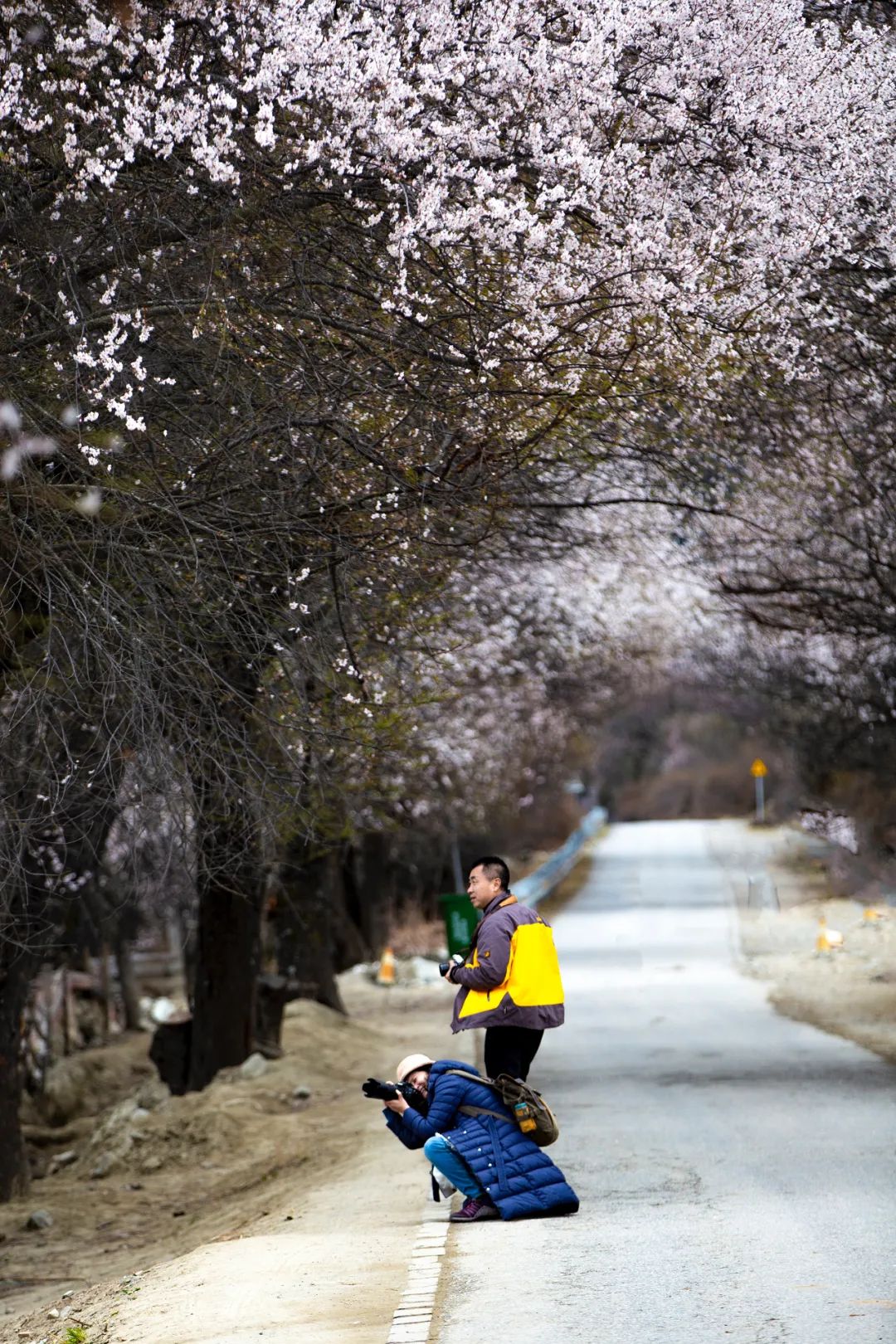 去林芝什么时间去最好,为什么要去西藏林芝看桃花