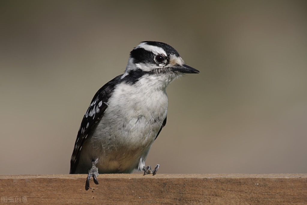 世界各国最稀有的国宝,100个国家国宝动物