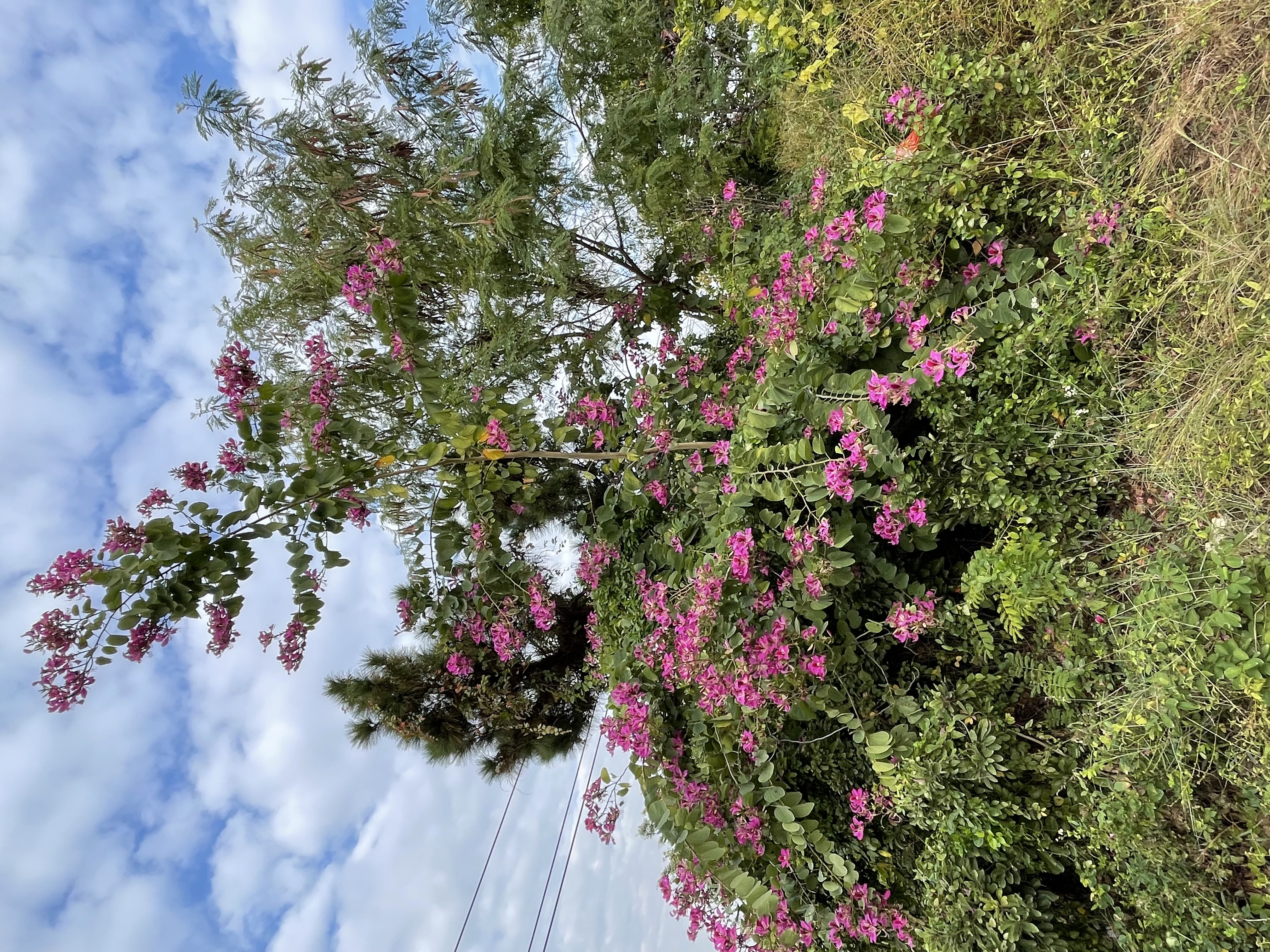 深圳沙湾公园风景区,宝安石岩湿地公园