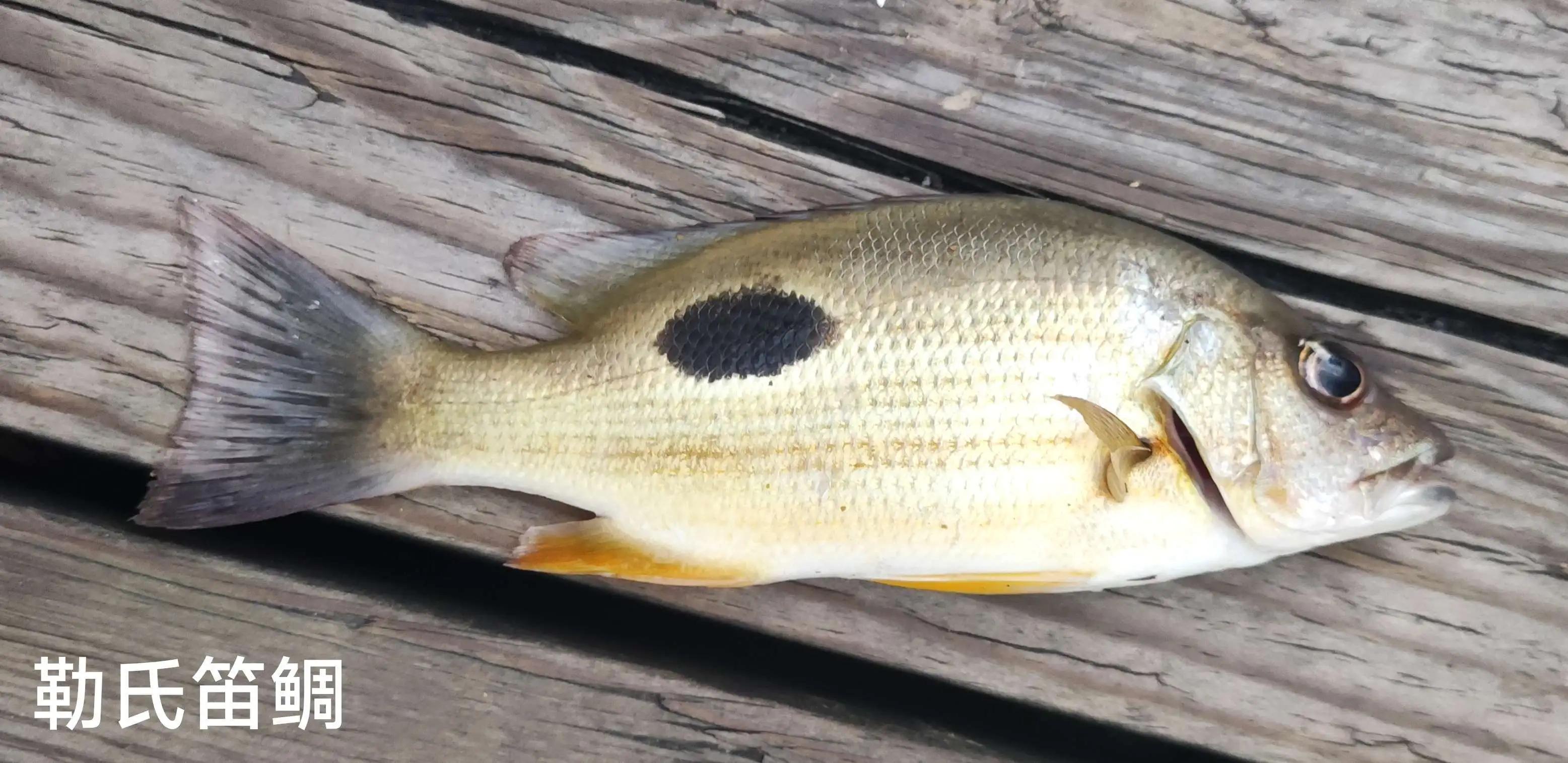 20种常见海鱼,十大常见野生海鱼