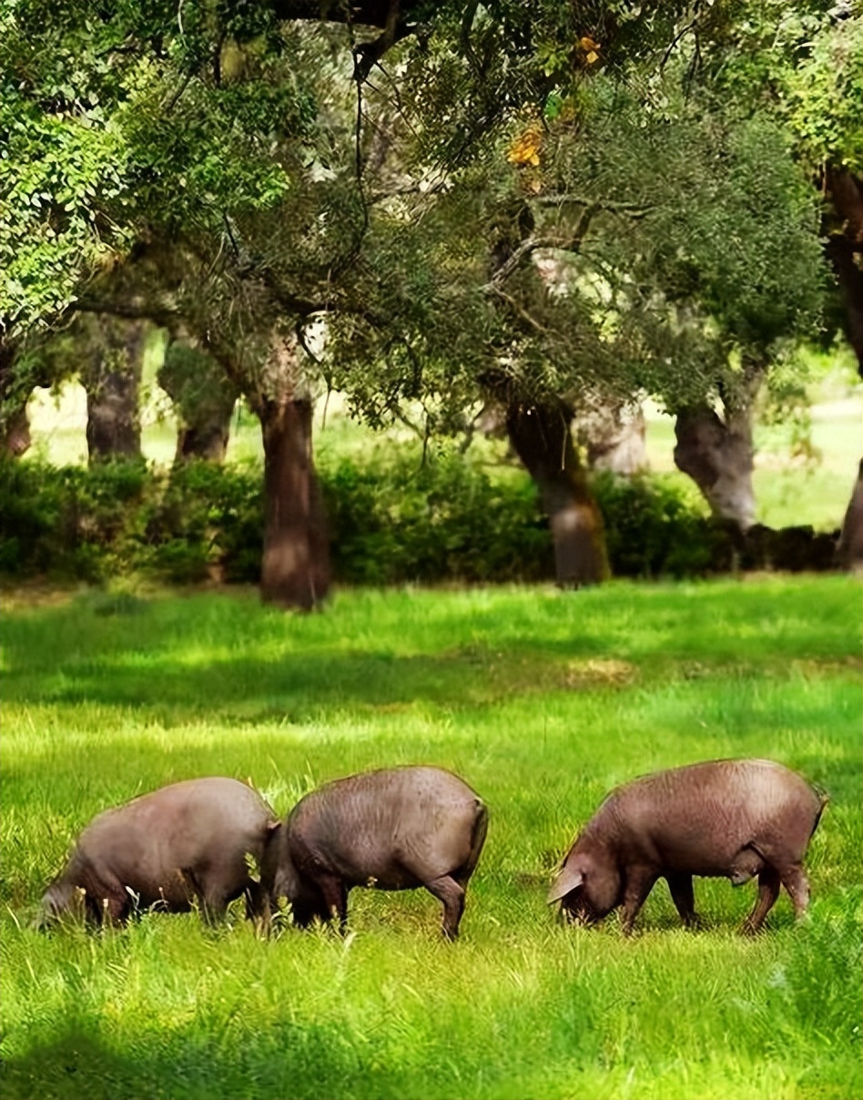 伊比利亚火腿为什么卖那么贵,伊比利亚火腿凭什么是世界最贵