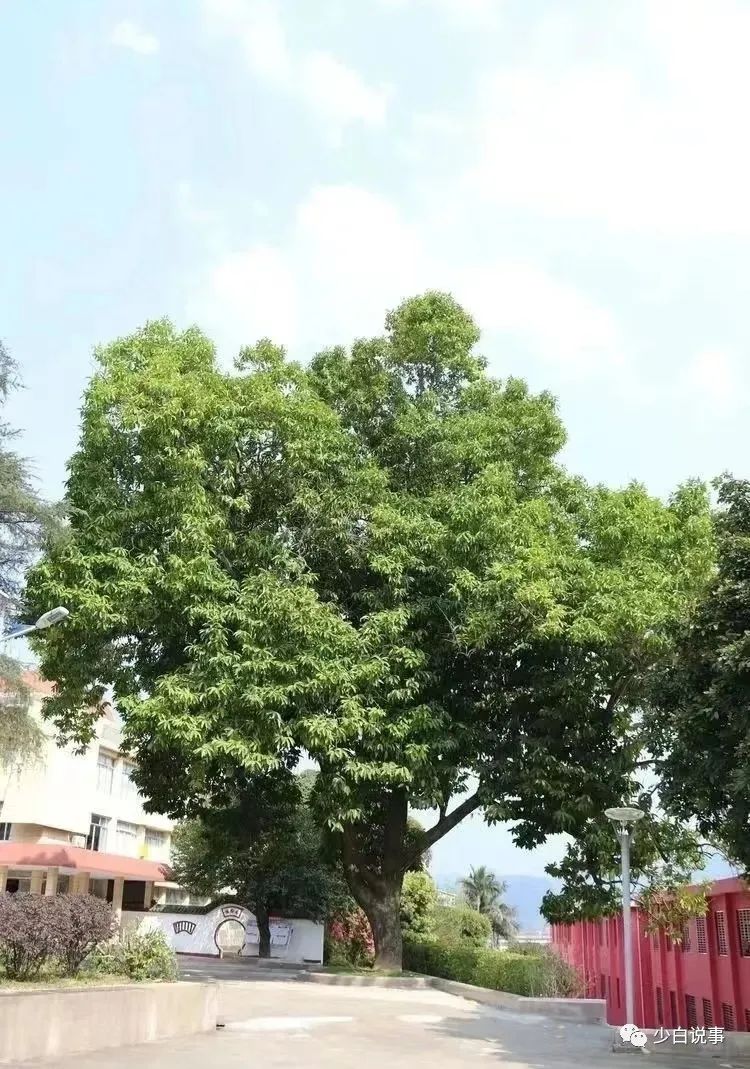 《玉兰花开·三中那三年》（80后的高中求学回忆录）序言及第01章