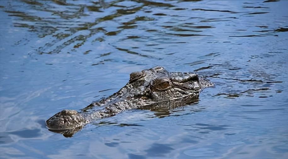 如果你突然被蛇吞下，能否划开蛇肚出逃？科学家作死实验走进蛇窝