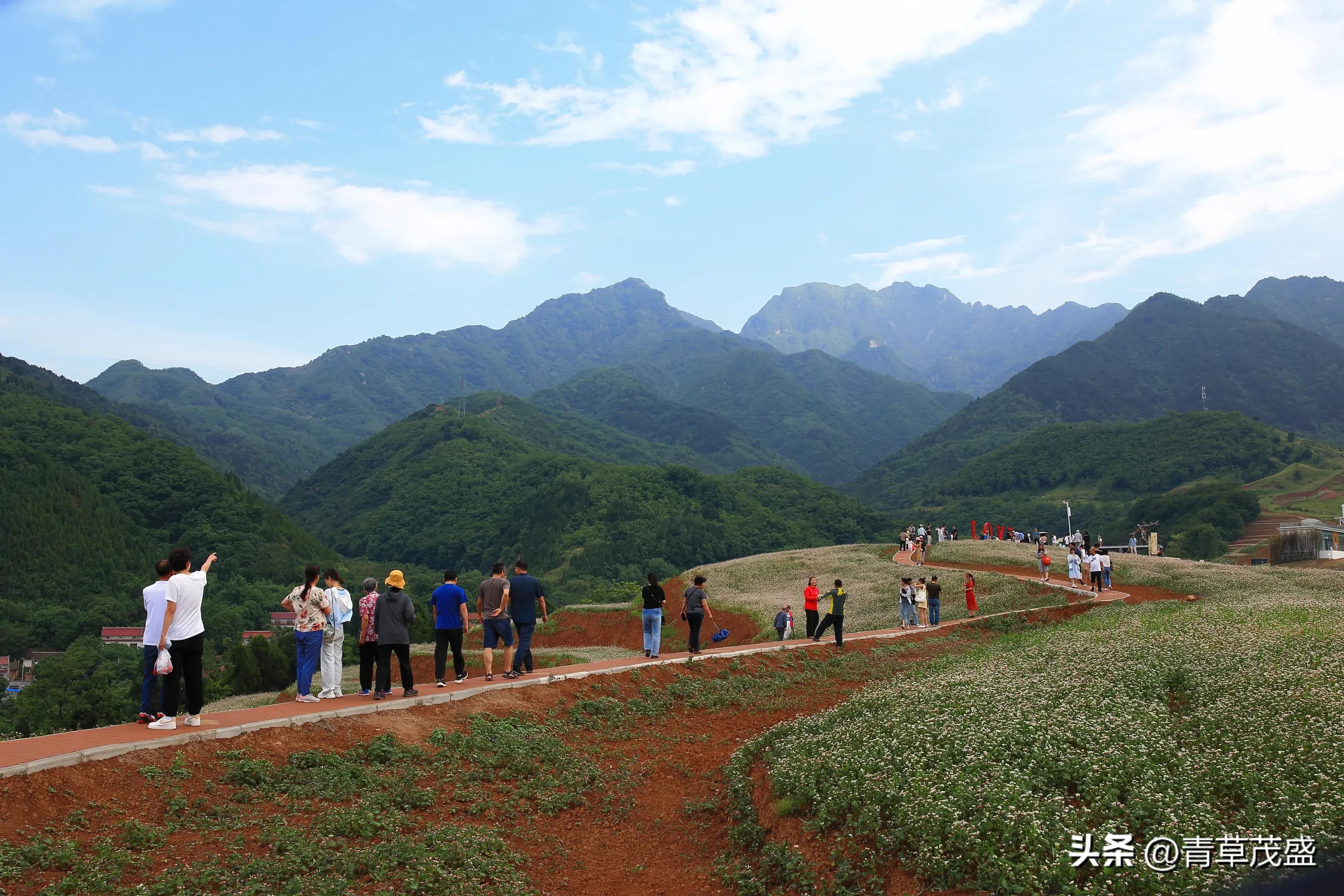 西安蓝田荞麦岭景区,蓝田荞麦岭日出美景视频