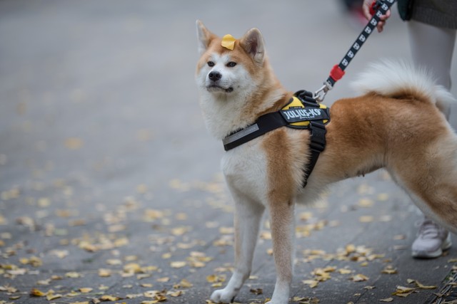 路上碰到狗怎样避免被狗咬,牵绳狗狗咬了没牵绳的狗狗怎么办