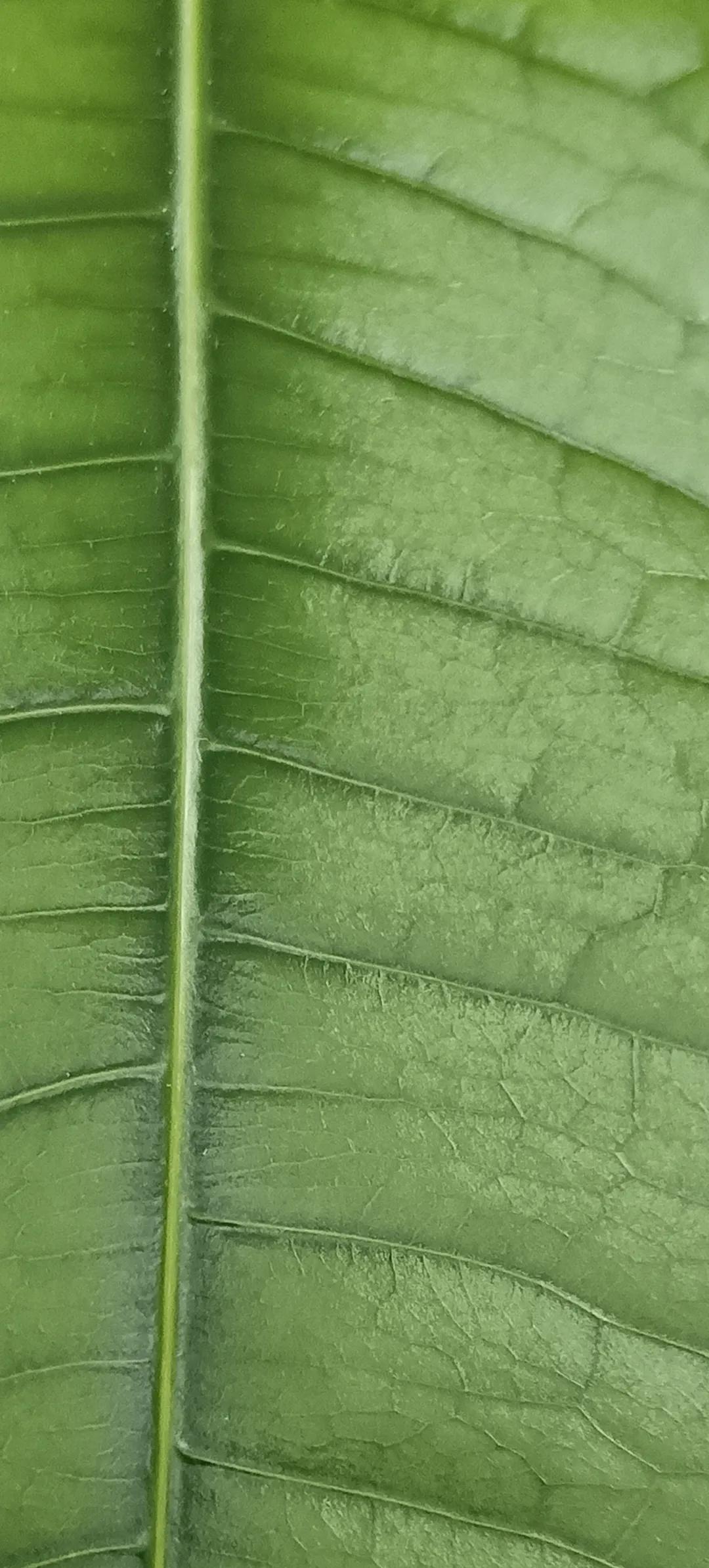 荣耀x50i拍照续航游戏测评,荣耀x50i像素好吗