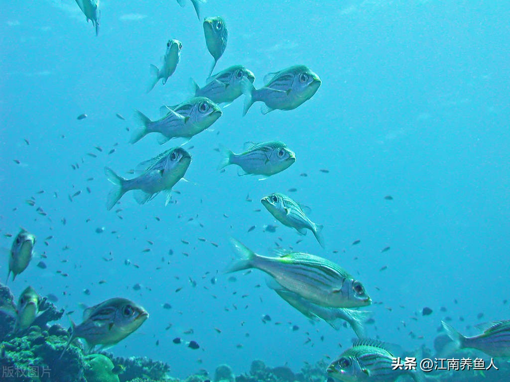 鱼缸滤材多久清洗一次怎么清洗,鱼缸过滤滤材多久清洗一次