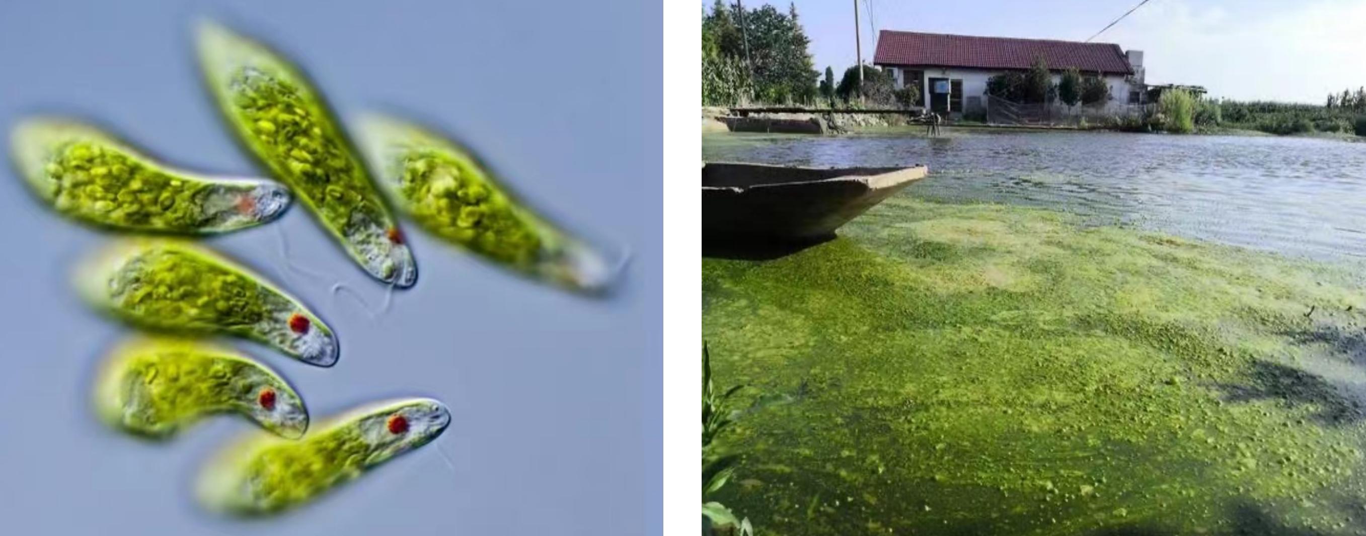 虾蟹养殖藻类过多怎么办,藻类在虾蟹养殖的重要性