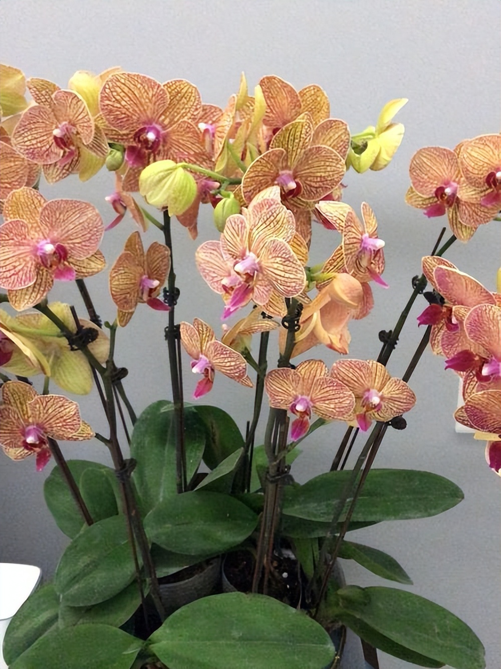 常见兰花品种图片名称及介绍大全,各种兰花品种名称及图片大全