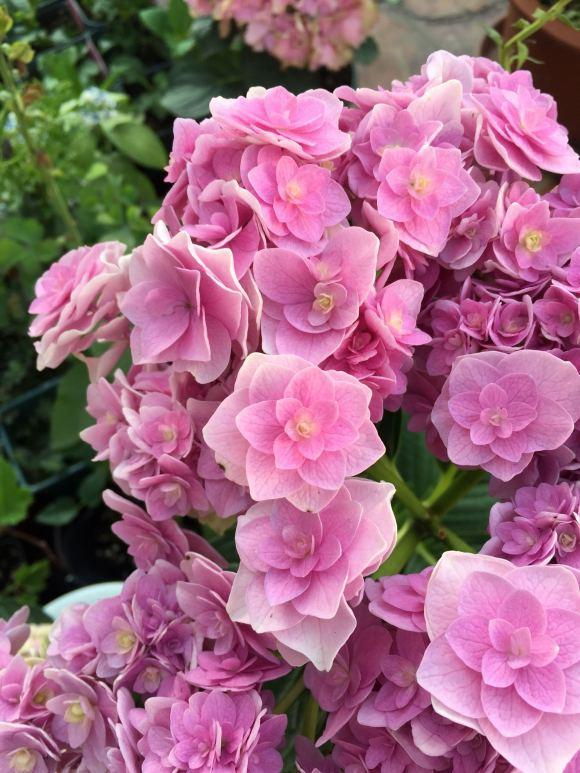 养水牛种什么草最好养,高温下雨后养兰花