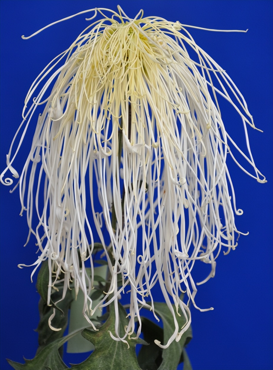 菊花丧葬,丧葬用的菊花是哪种