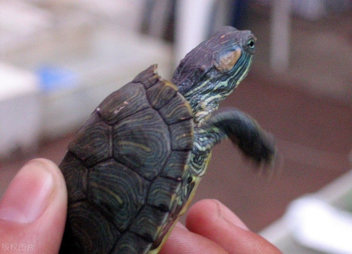 巴西龟突然不吃饭,为什么巴西龟刚买回来不吃东西啊