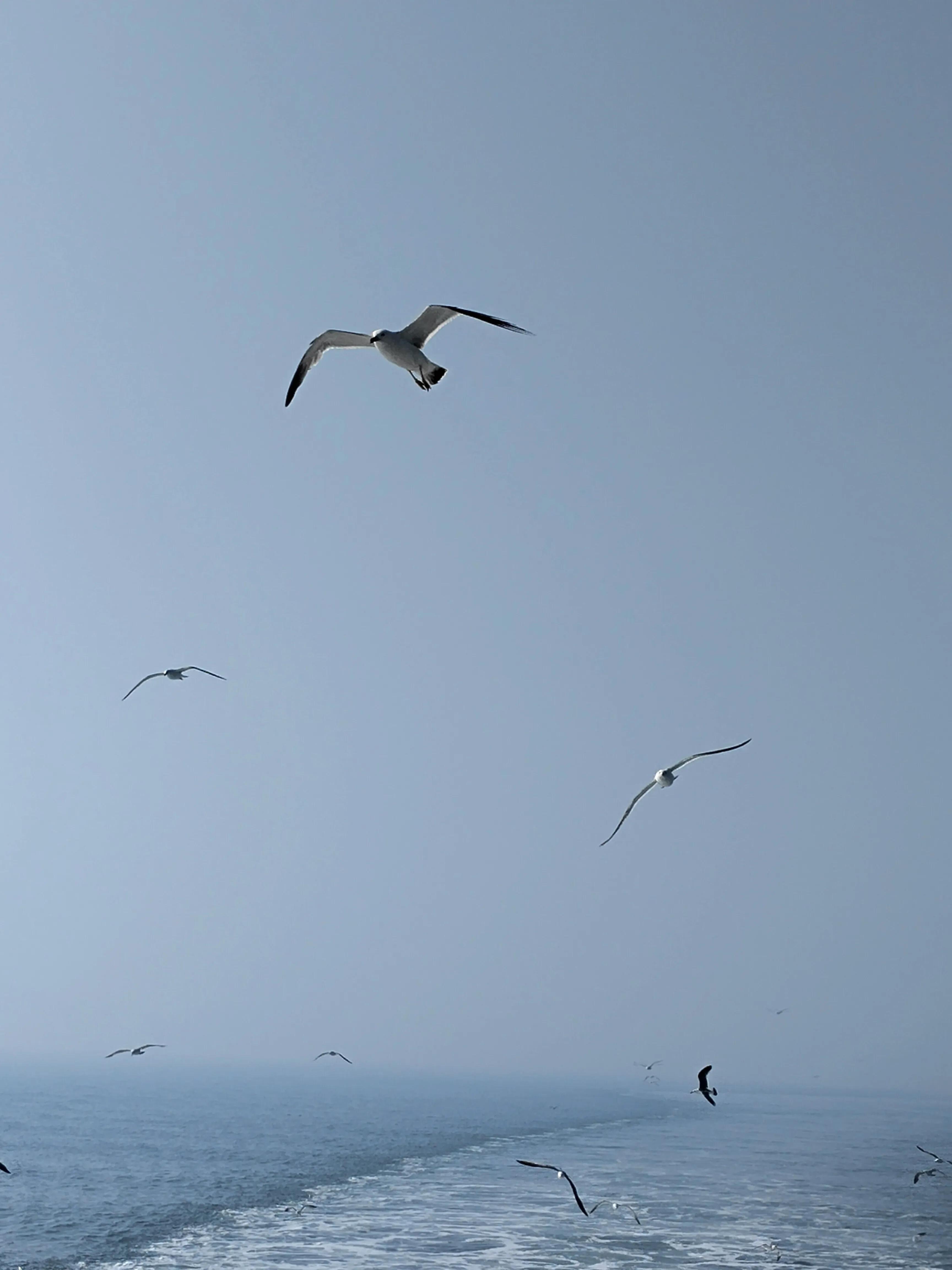 长岛旅游九丈崖,长岛一日游烟台的海