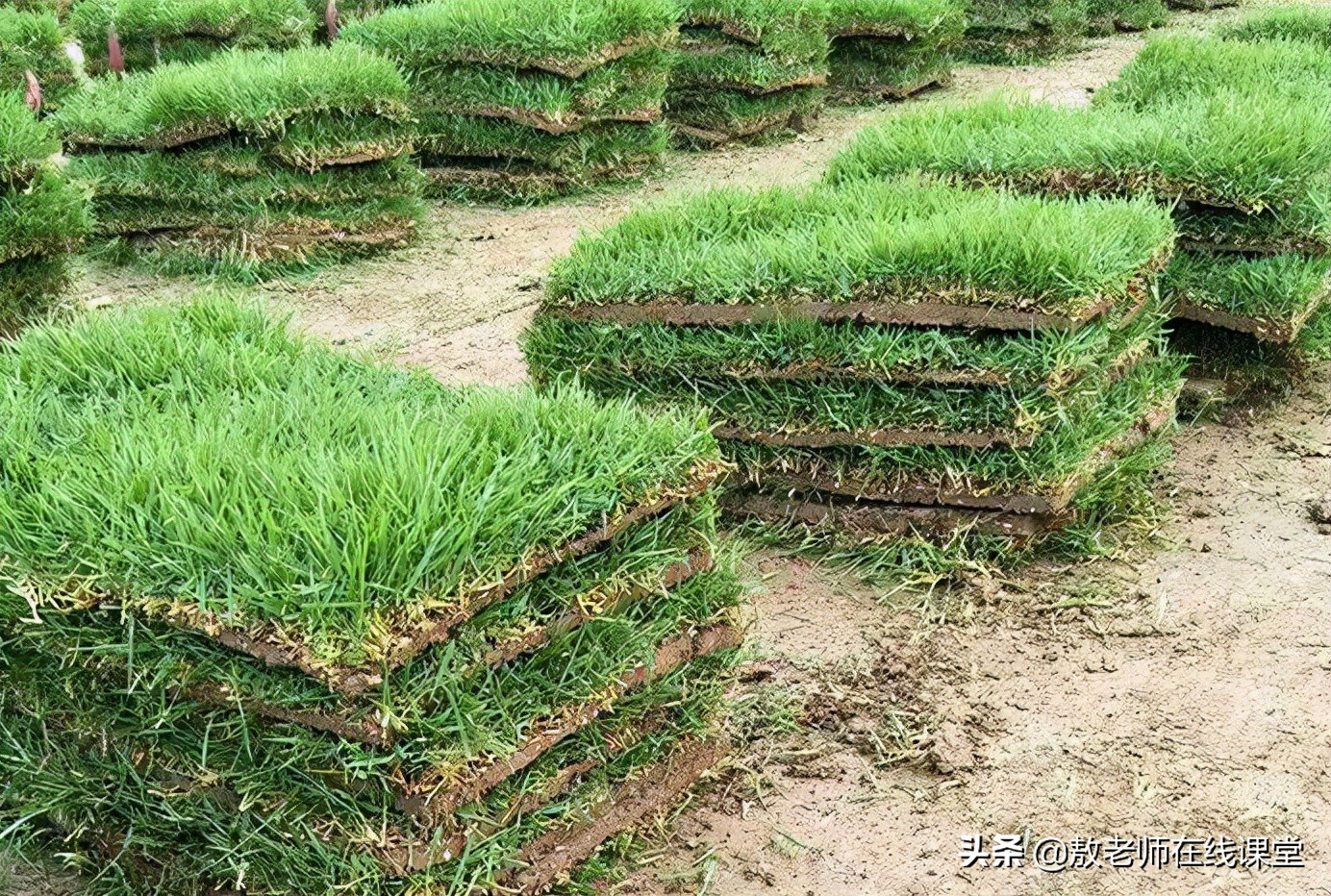 草坪园林景观设计,园林景观和草坪景观区别