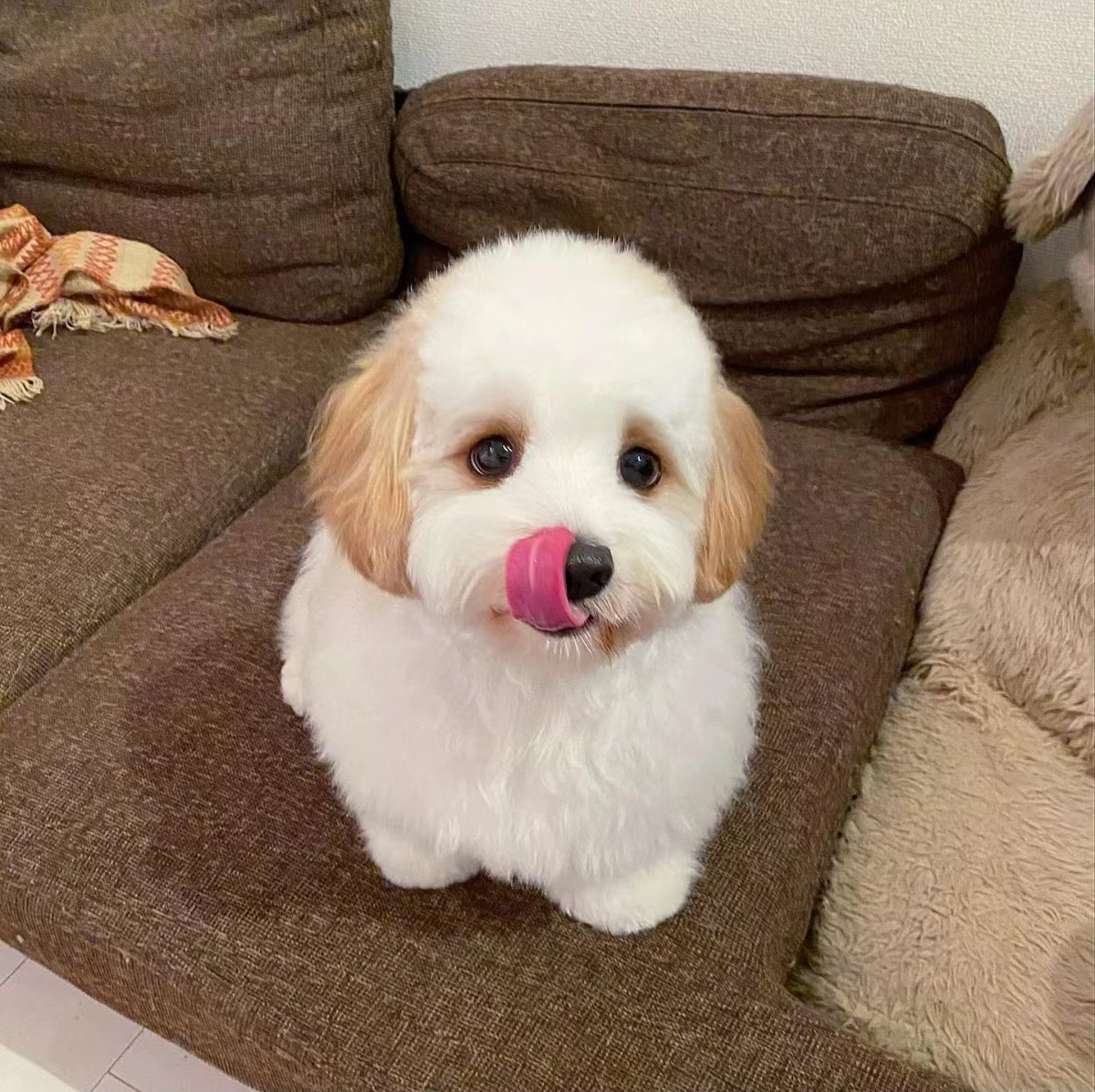 狗粮怎么挑选狗粮避坑指南,狗粮怎么选湿粮和干粮呢