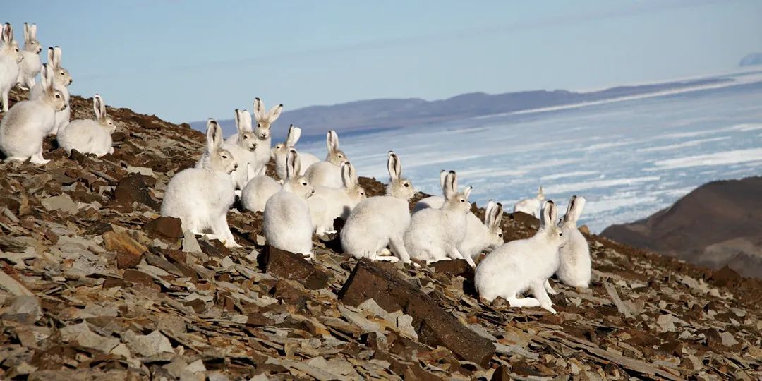兔年说兔,让我们重新认识一下兔子