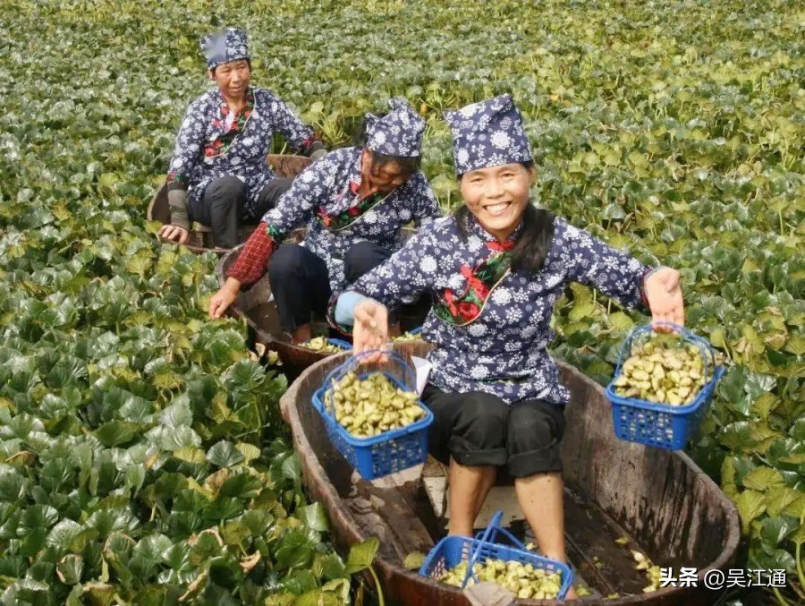 菱角哪里的最好吃,菱角美食推荐