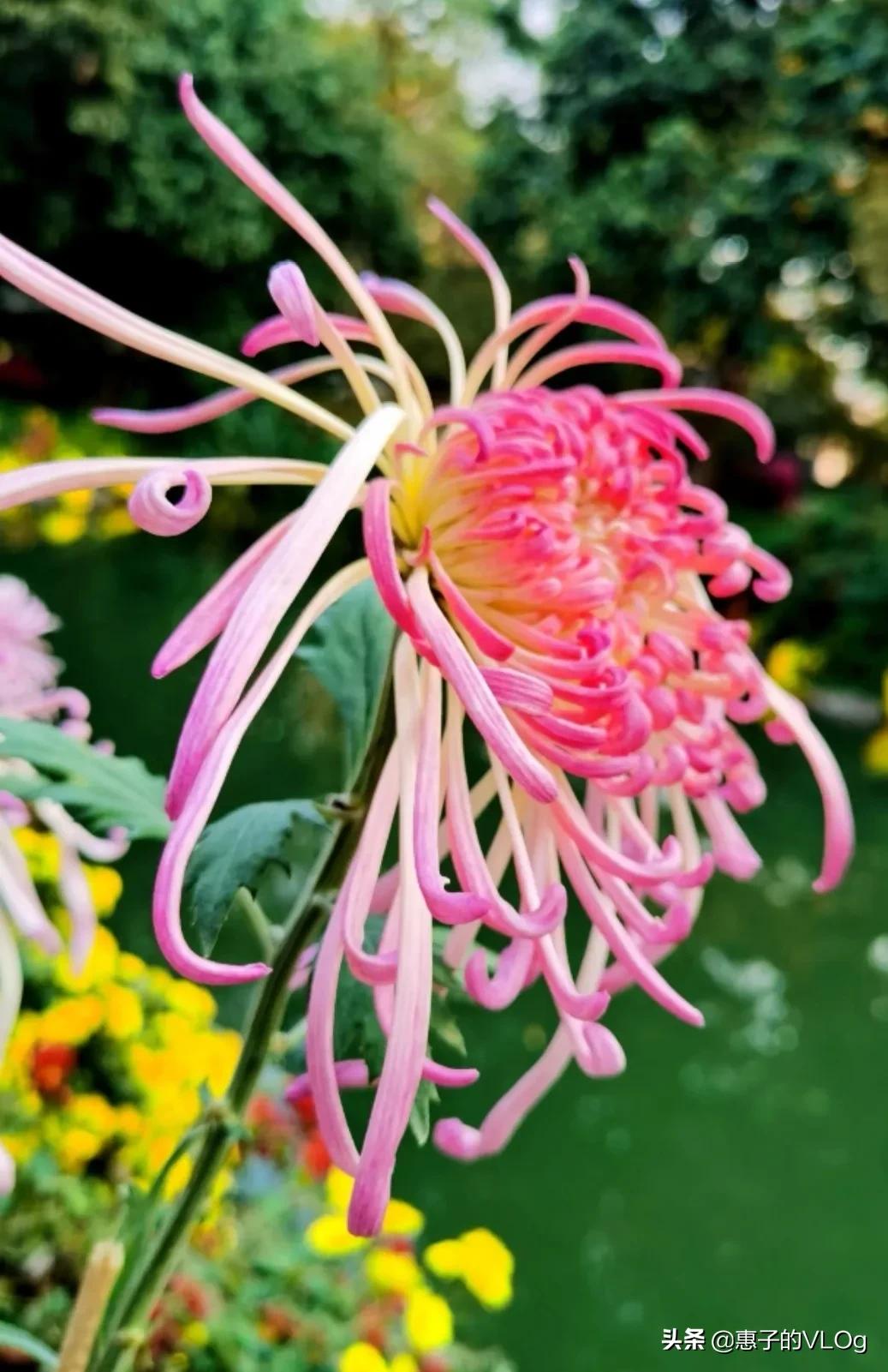 每朵花儿都有它盛开的意义,每一朵花开都有它的意义