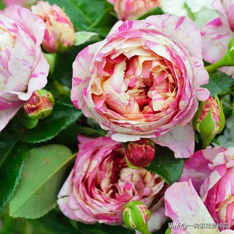 波浪边花型月季,爱杜尔马奈和伊蕾莎丝特