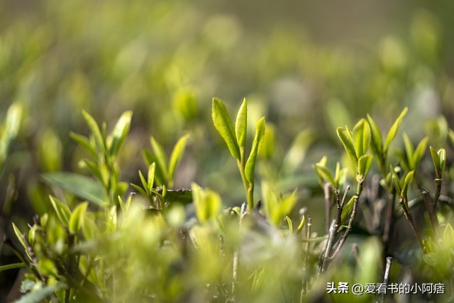 鏄ユ棩璇楄瘝闊抽,鏄ユ棩璇楄瘝瑙ｆ瀽
