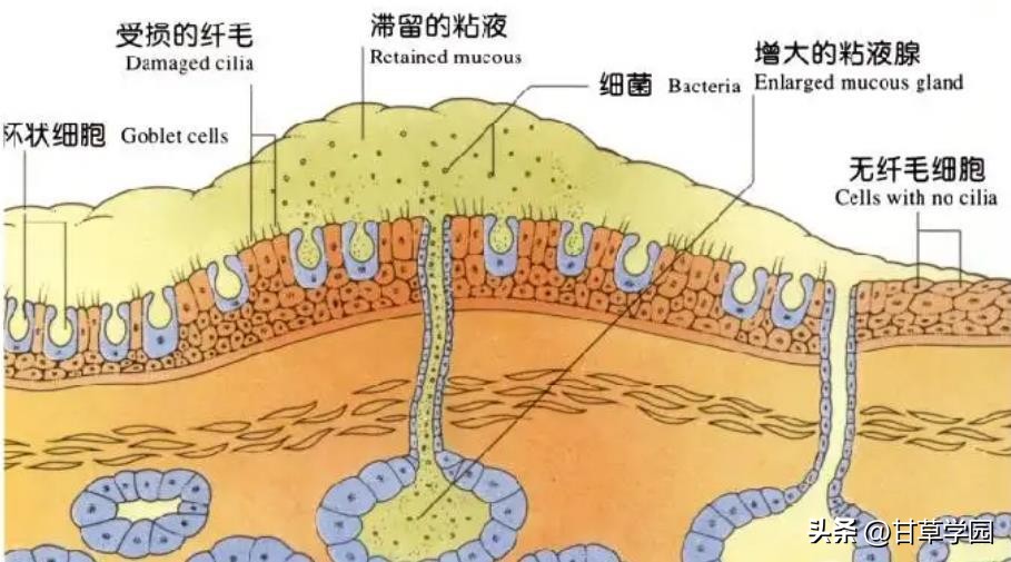 甘草片治疗支原体肺炎,甘草学园