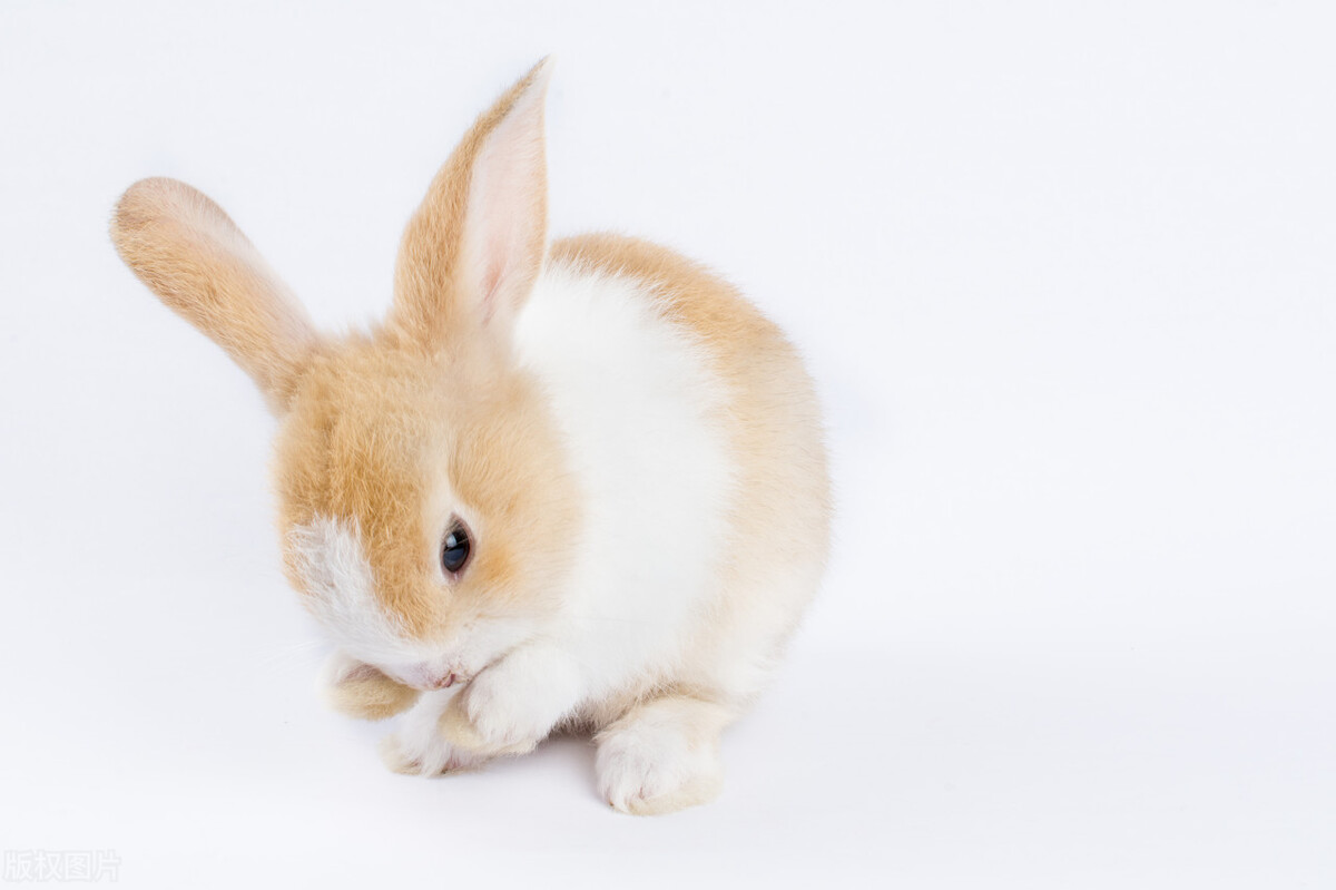 兔子眼角结痂怎么清理,兔子泪痕怎么去掉