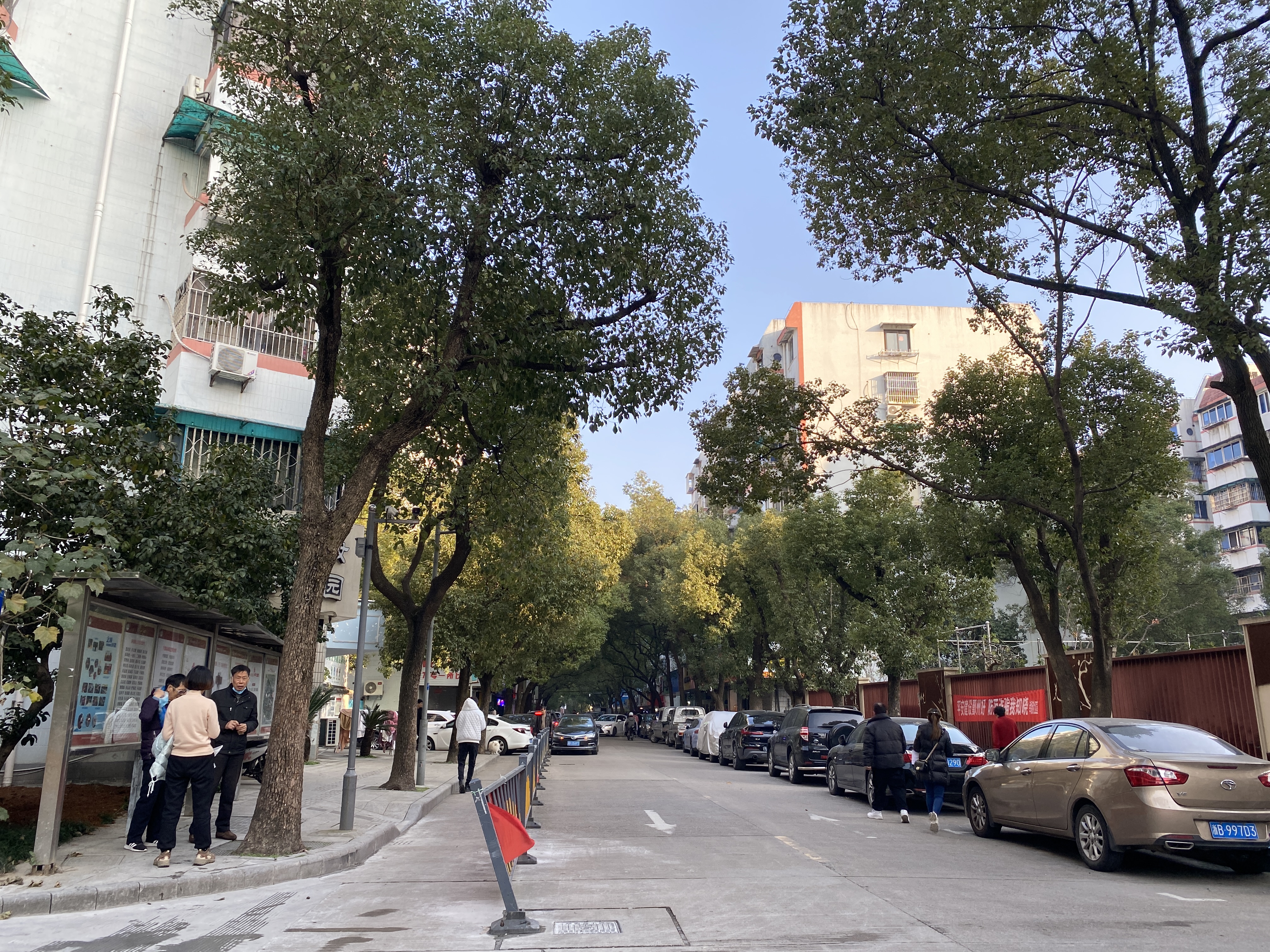 宁波市鄞州区樟树街在哪个街道,宁波市花和市树