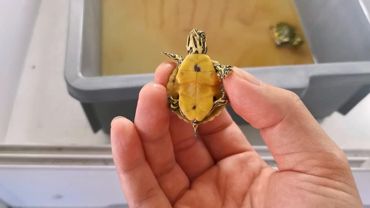 火焰龟幼龟一年能长多大,火焰龟龟苗断尾还能长出来吗