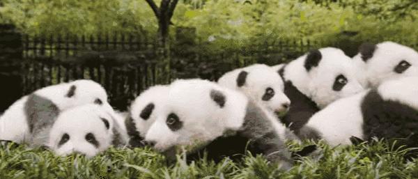 动物的生殖系统和人不一样么,动物的生殖系统跟人一样吗