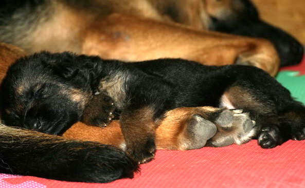 德牧养殖技术书籍大全,德牧饲养攻略